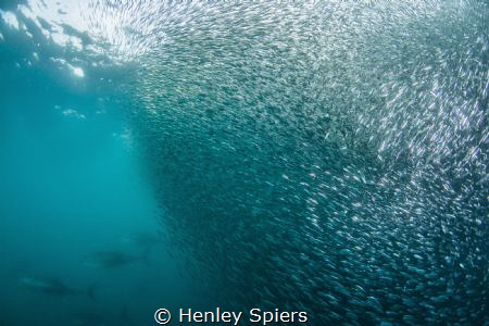 The British Sardine Run - a rare event! by Henley Spiers 