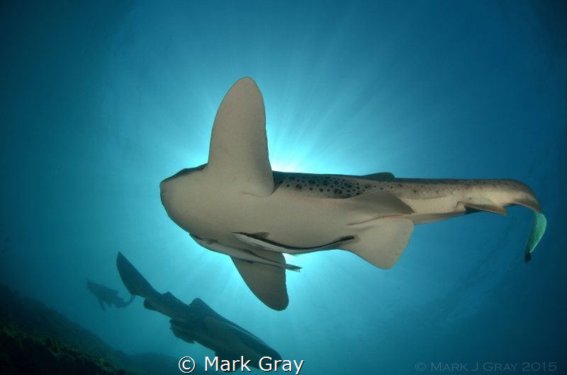 Leopard Sharks in the Sun by Mark Gray 