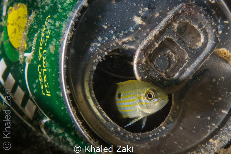 Fish at Home by Khaled Zaki 