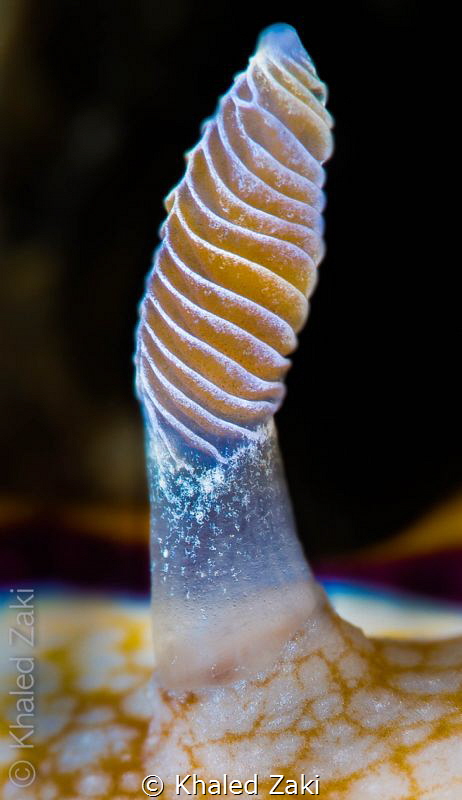 Nudibranch Antenna by Khaled Zaki 