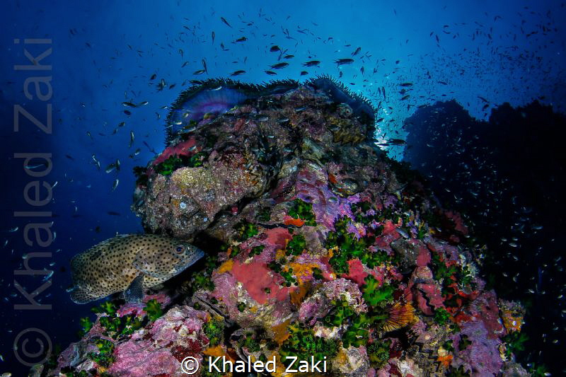 Living Reef by Khaled Zaki 