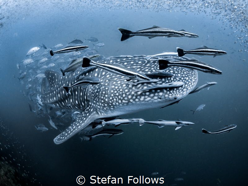 The look of love ... ❤️

Whale Shark - Rhincodon typus
... by Stefan Follows 