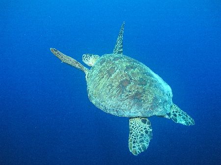 "Into the Blue" At Staghorn Crest Sipadan Island all the ... by Damien Preston 