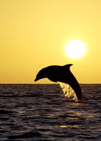 dolphin in the sunset by Eduardo Lugo 