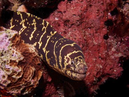 Chain Moray. Shore Dive, Shallow - 10ft. Hidden under pier. by Shawn Rener 