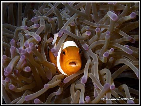 Not all Clown Fish are as innocent as Nemo, this one look... by Yves Antoniazzo 