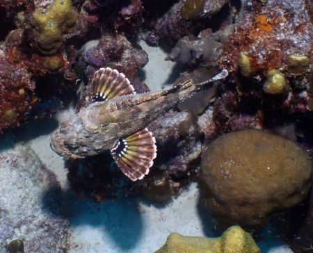 Scorpion fish - Taken in Bonaire.
Camera used - Olympus ... by Carolyn Frankhauser 
