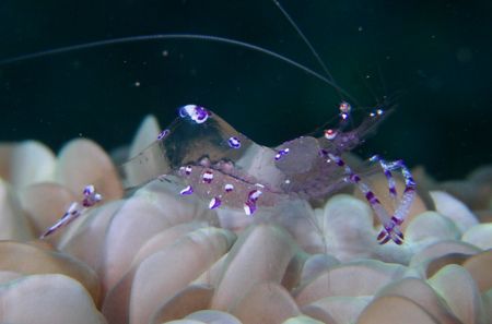 Transperant with eggs. Shot in Bunaken Marine park Olympu... by Brad Cox 