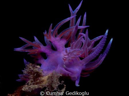 Flabellina affinis by Cumhur Gedikoglu 