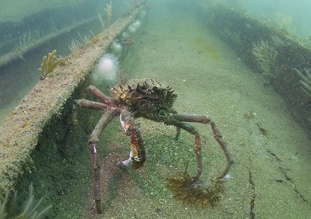 Spider crab on the James Eagan Layne.
Whitsand Bay, Corn... by Mark Thomas 