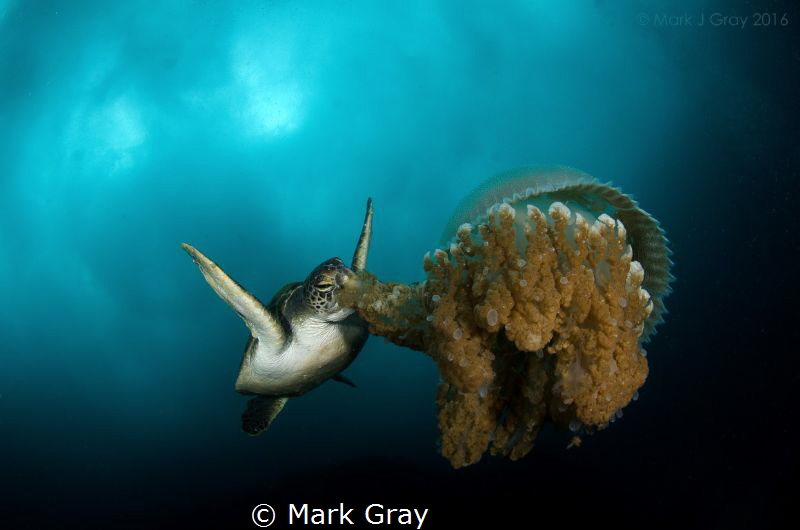 Green Turtle eating a jellyfish by Mark Gray 