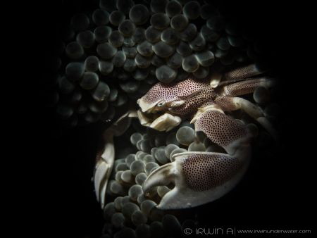 S N O O D 
Porcelain crab (Porcellanidae)
Lombok, Indon... by Irwin Ang 