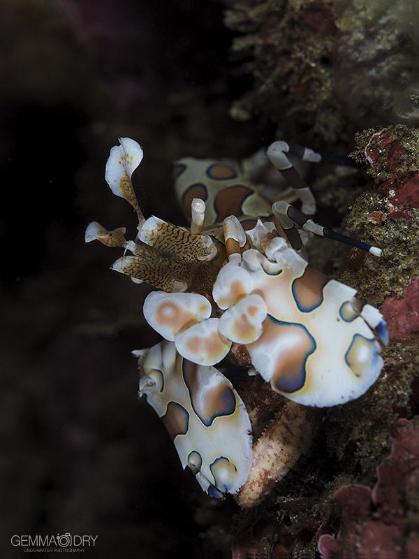 Harlequin Shrimp on Bikini Reef - Sodwana Bay ... Another... by Gemma Dry 