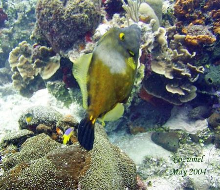 This filefish was seen April 2006 at Isla Mujeres. The pi... by Bonnie Conley 