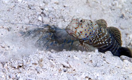 Harlequin prawn goby with prawn.
60mm. by Derek Haslam 