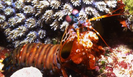 Mantis Shrimp by David Spiel 
