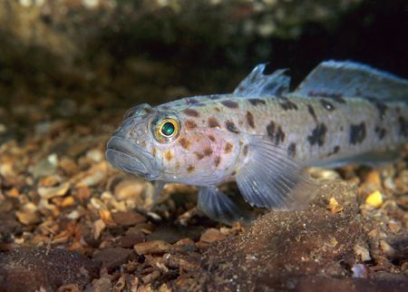 Leopard spotted goby. North Wales.
60mm. by Derek Haslam 