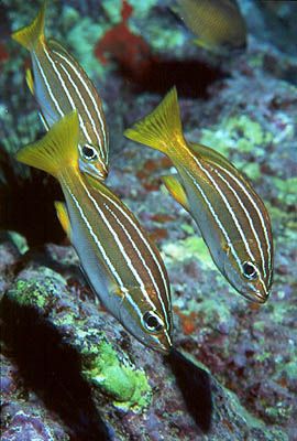 The trio. The species is Parapristipoma octolineatum, and... by Arthur Telle Thiemann 