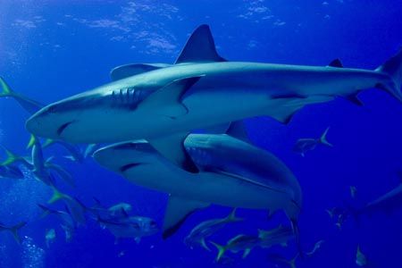 Marauding Reef Sharks. Image taken in January,2006 while ... by Allan Vandeford 
