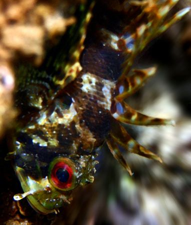 Young Scorpionfish lying vertically in wait. by Mathew Cook 