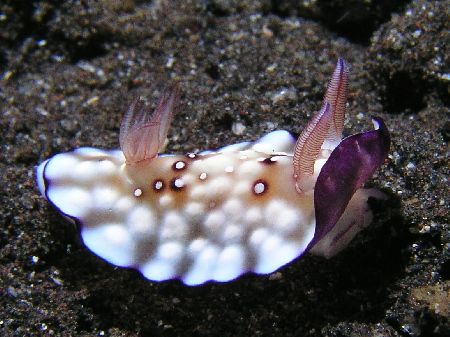 "Lumpy" This nudi was in the shallow's at Tulumben, a gre... by Damien Preston 