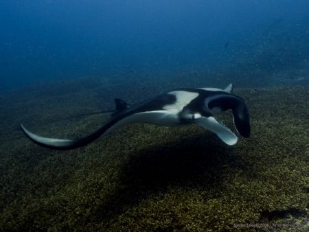 Manta Ray cast shadow over the coralgarden at 9 meters. O... by Peter Baerentzen 