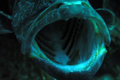 open mouth grouper by Guja Tione 