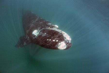 Southern Right Whale , Patagonia - Puerto Pirámides by Ralf Levc 