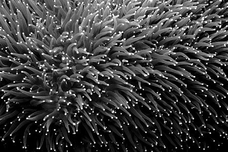 Pillar Coral - An extreme B&W close-up of pillar coral. 1... by Laszlo Ilyes 