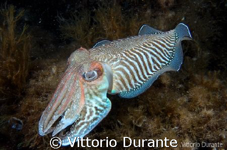 A small male cuttlefish shows his livery to female in a n... by Vittorio Durante 