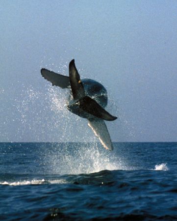 Flying whale Nikon D1X lens 200mm f 2.8 
 by Eduardo Lugo 