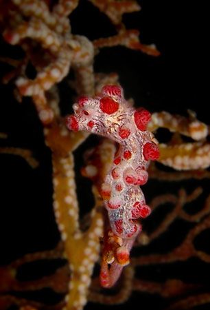 Pigmy Seahorse taken in Lembeh North Sulawesi Indonesia by Kaufik Anril Hartantho 