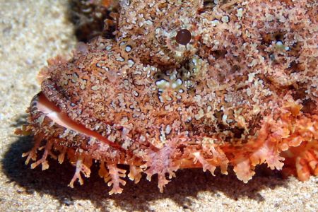 Titan Scorpionfish, Ohahu North Shore. Photographed this ... by Glenn Poulain 