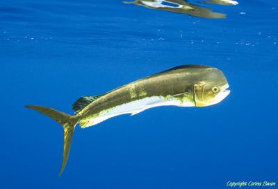Dolphinfish, all alone in the middle of the ocean.
 by Corina Swan 