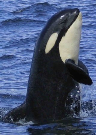 Breaching baby Orca. this young whale popped up right in ... by James Dorsey 