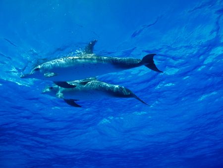 The amazing Spotted Dolphins of the Bahamas; probably a m... by Andrew Dawson 