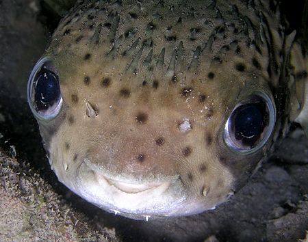 Don't worry. Be happy!! Juvenile puffer taken at Pertmina... by Nick Hobgood 