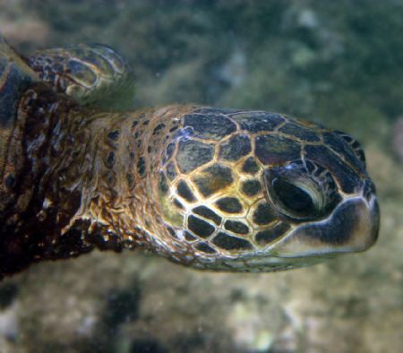 Teenage Turtle. This young Hawaiian Sea Turtle was eating... by Mathew Cook 
