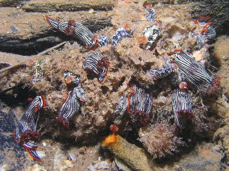 "Nudi Ball" On one the first dives on the 1 Mile Jetty in... by Damien Preston 