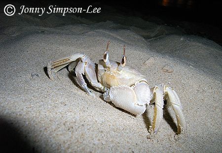 These little Crabs would come out at night and populate t... by Jonny Simpson-Lee 