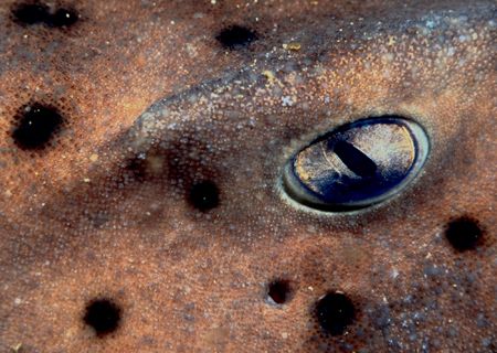 Horn Shark Eye, taken on night dive in California Channel... by Andrew Dawson 