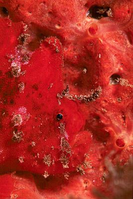 Red face. This frogfish has got the best place for hiding... by Arthur Telle Thiemann 