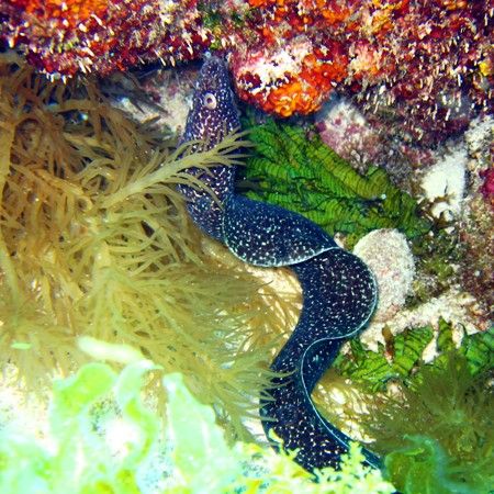 This eel was seen at Isla Mujeres this April. The photo w... by Bonnie Conley 