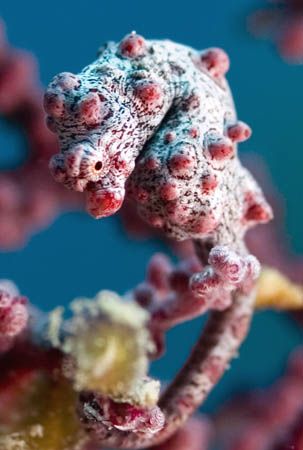 Pygmy Seahorse, isn't she beautiful!! by Corina Swan 