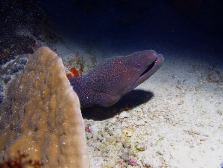 Big moray just looking around. Small Brother Island, Red Sea by Guido Bonomo 