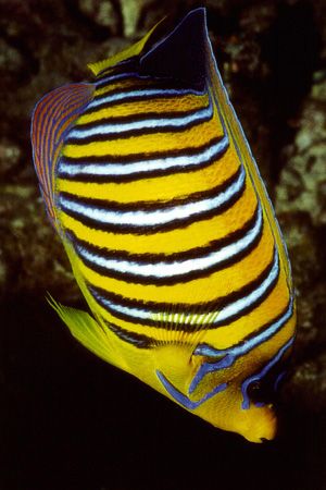 Emperor Angelfish , Hurghada / Red Sea by Ralf Levc 