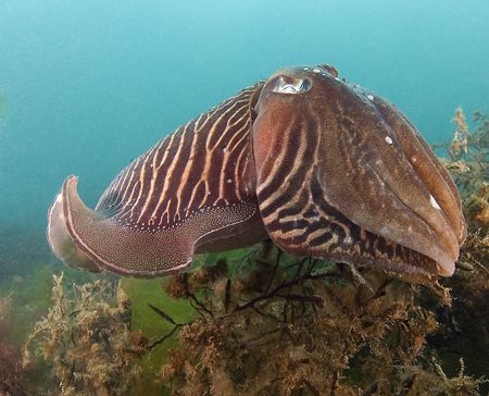 Large male cuttlefish.10.5mm.
Devon. by Derek Haslam 