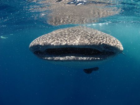This junior whaleshark loved playing with the boats and s... by Martin Spragg 