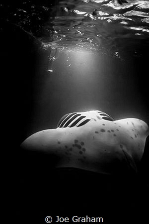 Spaceship! Manta passing by on Night dive under the boat by Joe Graham 