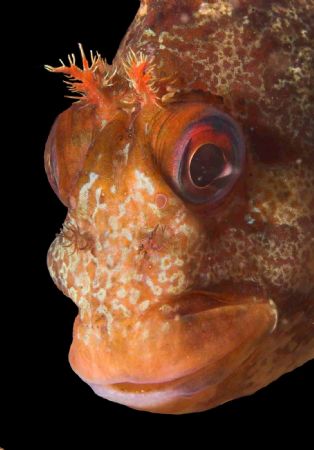 This is the real Tompot Blenny - my last shot I downloade... by Malcolm Nimmo 